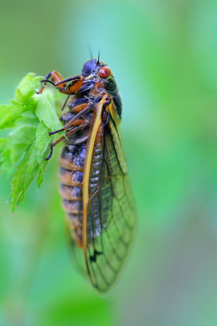 Periodical Cicada