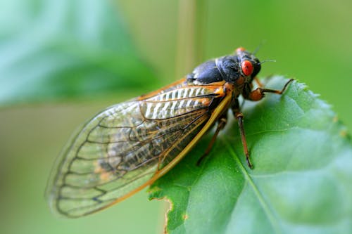 Fly on a Leaf 