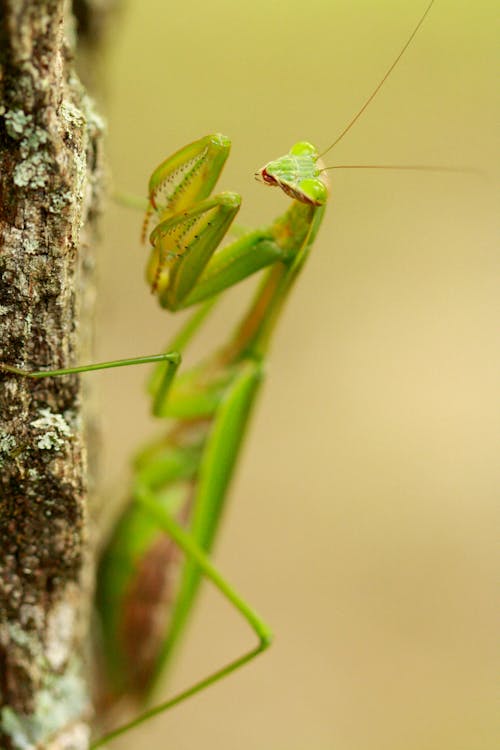 Mantis on a Tree