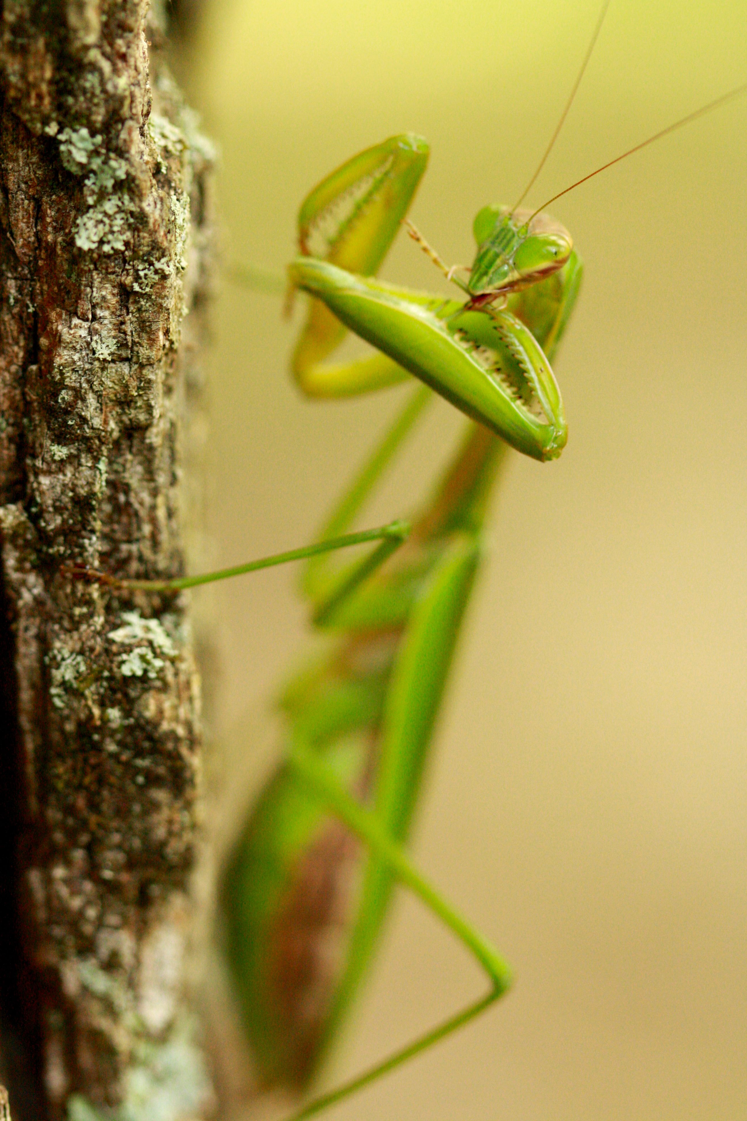 Mantis on a Tree · Free Stock Photo