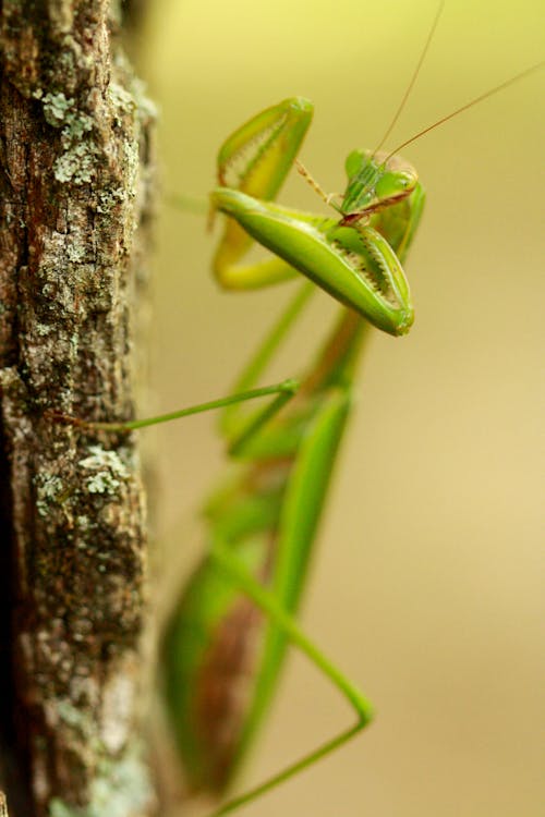 Mantis on a Tree
