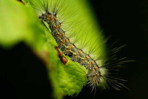 Fall Webworm