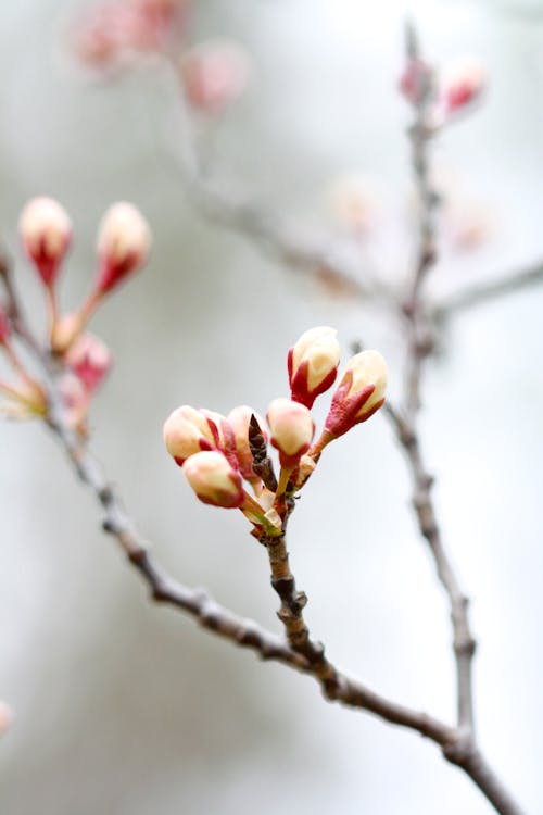 Pink Blossoms