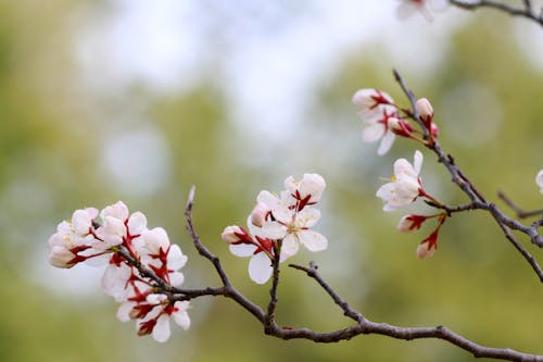 White Blossoms