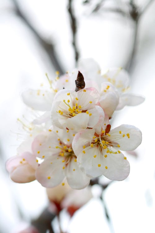 White Blossoms