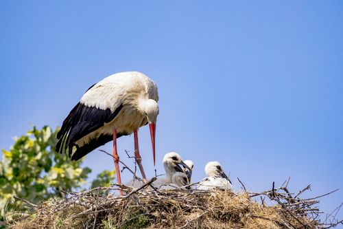 Free A stork with chicks in a nest against a clear blue sky, symbolizing wildlife and nature. Stock Photo