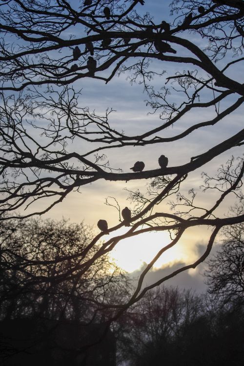 Free Dramatic silhouette of birds perched on bare tree branches during a sunset, offering a serene nature scene. Stock Photo