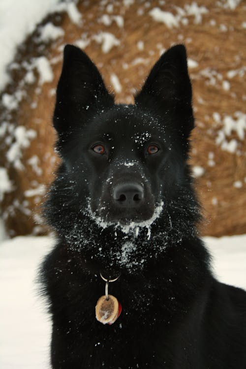 Portrait of a Black Dog in Winter 