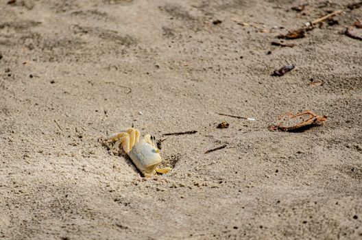 crab photo