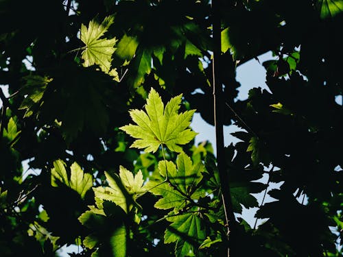 太陽に照らされた, 木, 緑の無料の写真素材