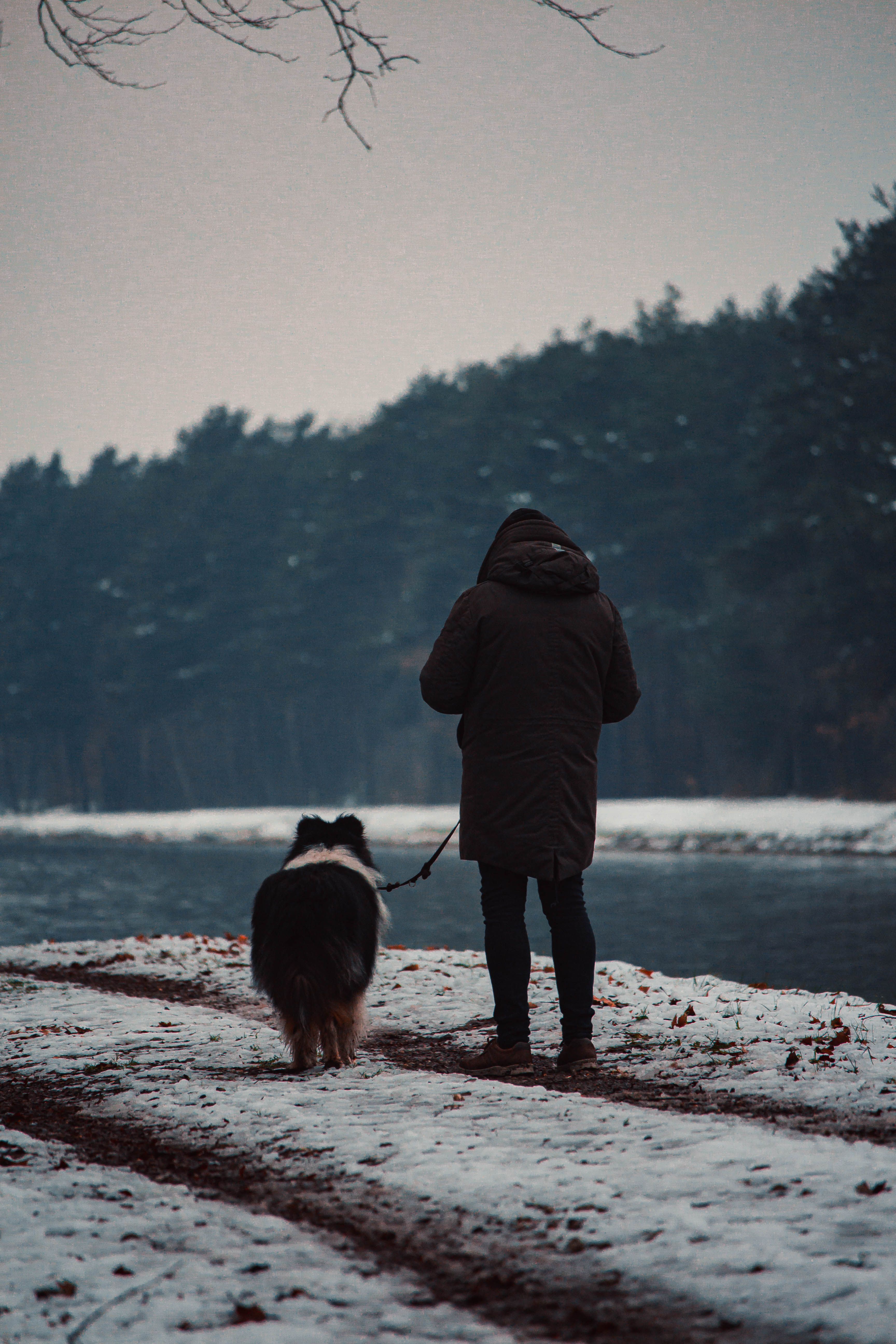 man-walking-the-dog-in-a-forest-free-stock-photo