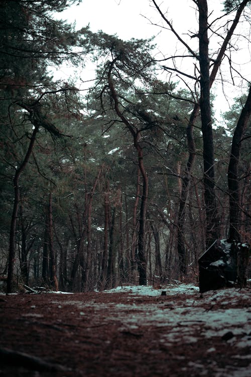 Imagine de stoc gratuită din arbori, arbori veșnic verzi, cărare