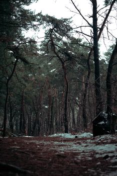 A serene winter forest with snow-dusted evergreens, creating a peaceful outdoor atmosphere.