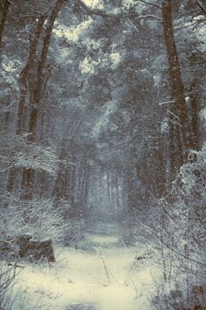 A serene winter forest scene with snow-covered trees and a narrow path showcasing nature's tranquility.