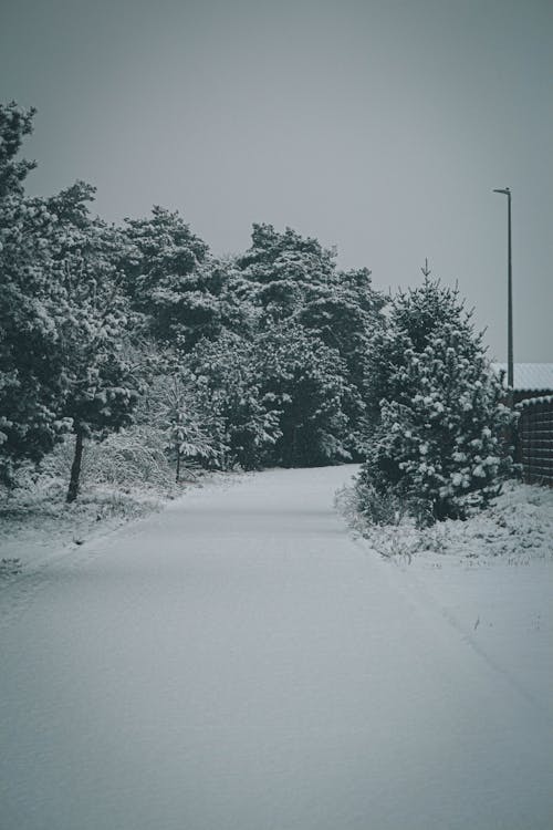 Coniferous Trees in Winter 