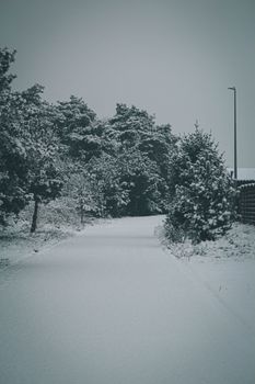 Peaceful winter scene with snow-covered trees and a tranquil path.