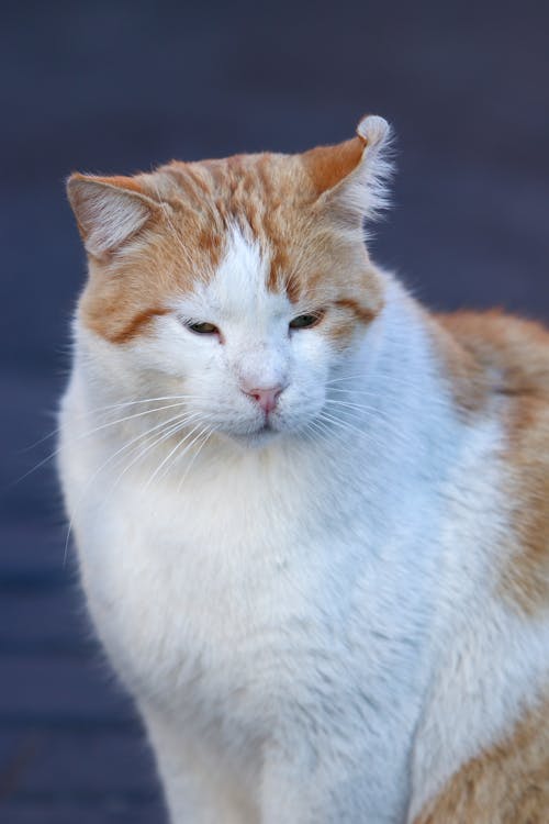 Безкоштовне стокове фото на тему «білий і помаранчевий кіт, вертикальні постріл, впритул»