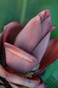 Detailed close-up of a banana blossom with lush green leaf background.