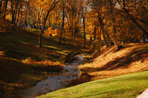 Free stock photo of nature, trees