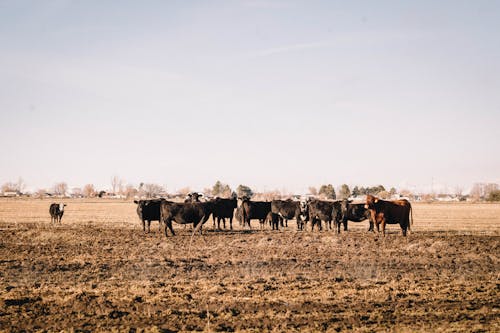Gratis stockfoto met beesten, heldere lucht, koeien