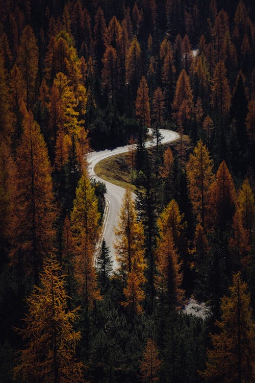 무료 갈색 나무 사이 아스팔트 도로 스톡 사진