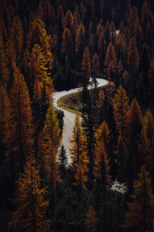 Road With Trees · Free Stock Photo