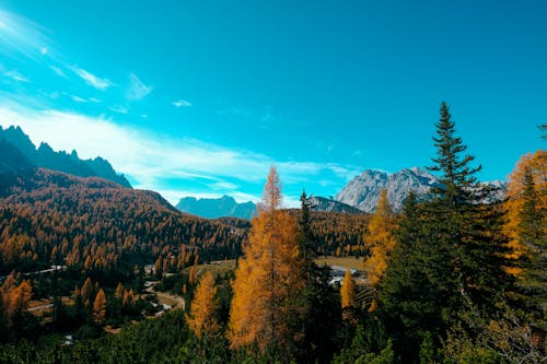 Pohon Pinus Oranye Dan Hijau