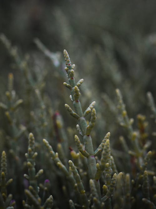 Kostenloses Stock Foto zu flora, gras, grün