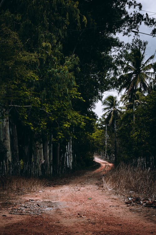 View of an Unpaved Road in a Forest with Palm Trees