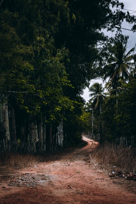 Fotomural Un pintoresco camino sin pavimentar serpentea a través de un denso bosque tropical con palmeras, evocando un sentido de aventura.