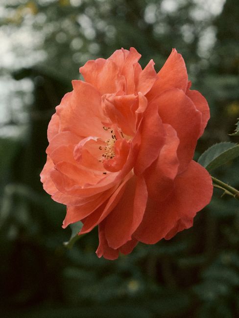 Detailed close-up of a vibrant orange rose bloom in a garden setting with lush greenery.