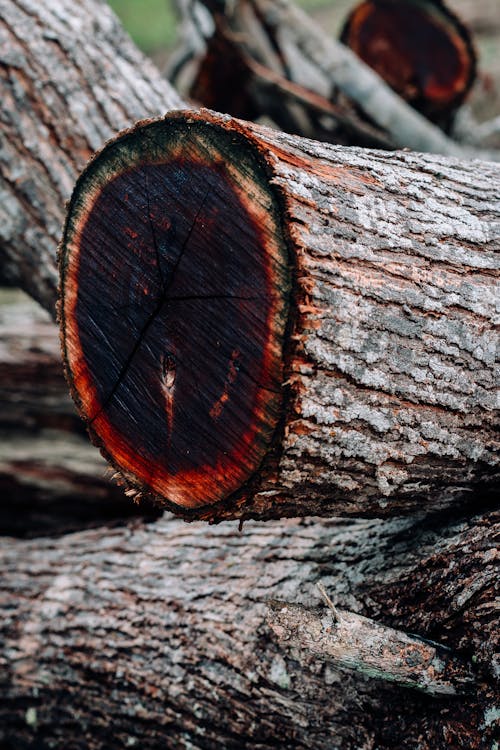 Free Close up of Wood Logs Stock Photo