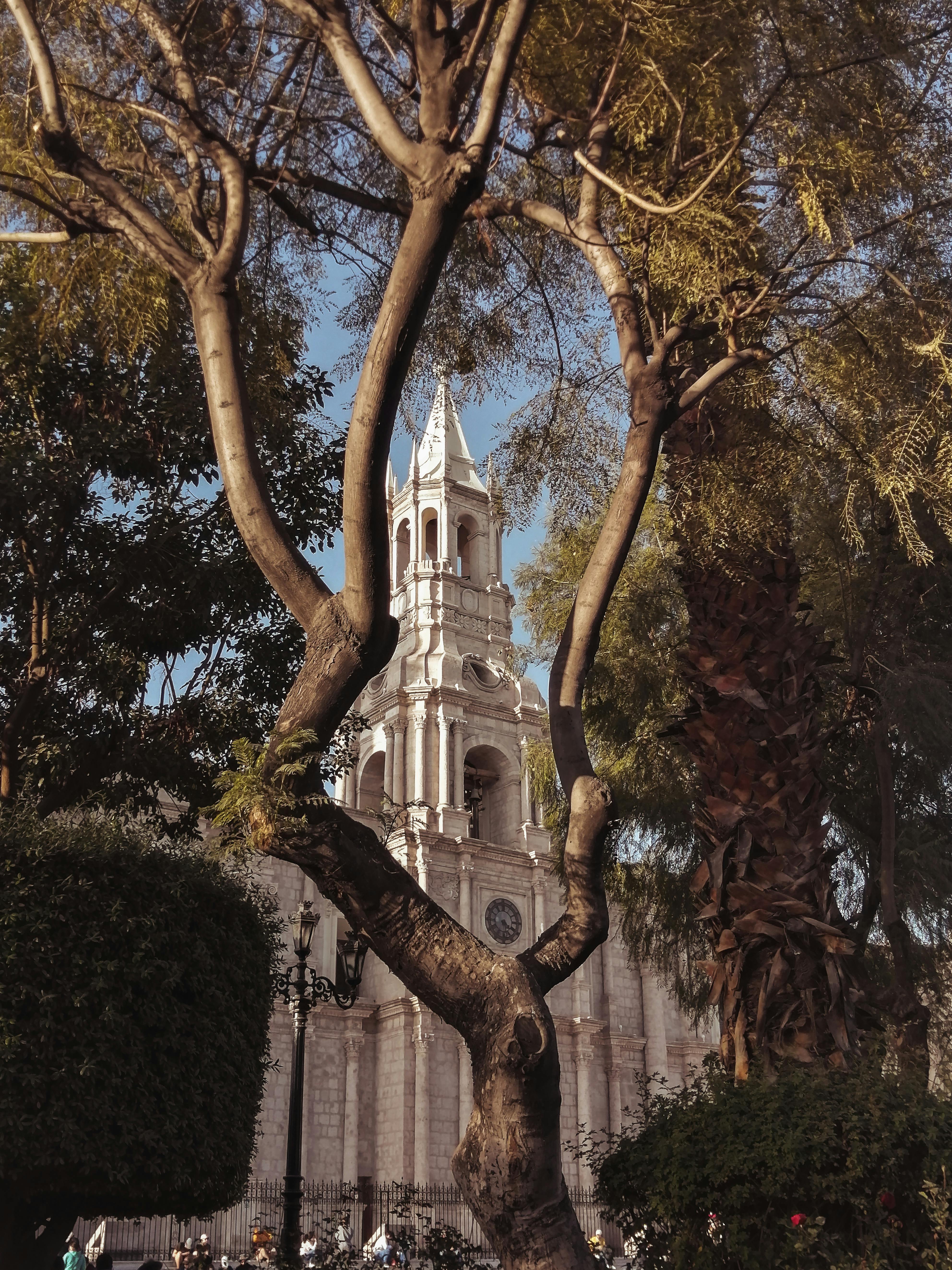 Elegant view of the Basilica Cathedral of Arequipa through lush trees in Plaza de Armas, Peru, capturing historical beauty.