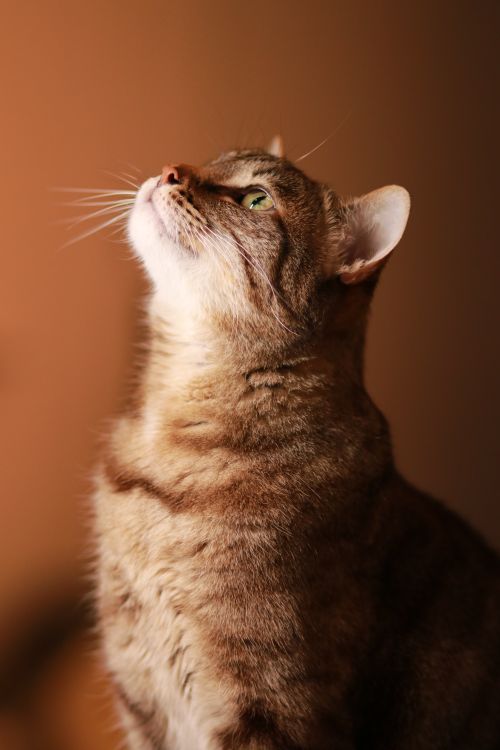 Free A vertical shot capturing a thoughtful tabby cat looking up against a warm orange background. Stock Photo