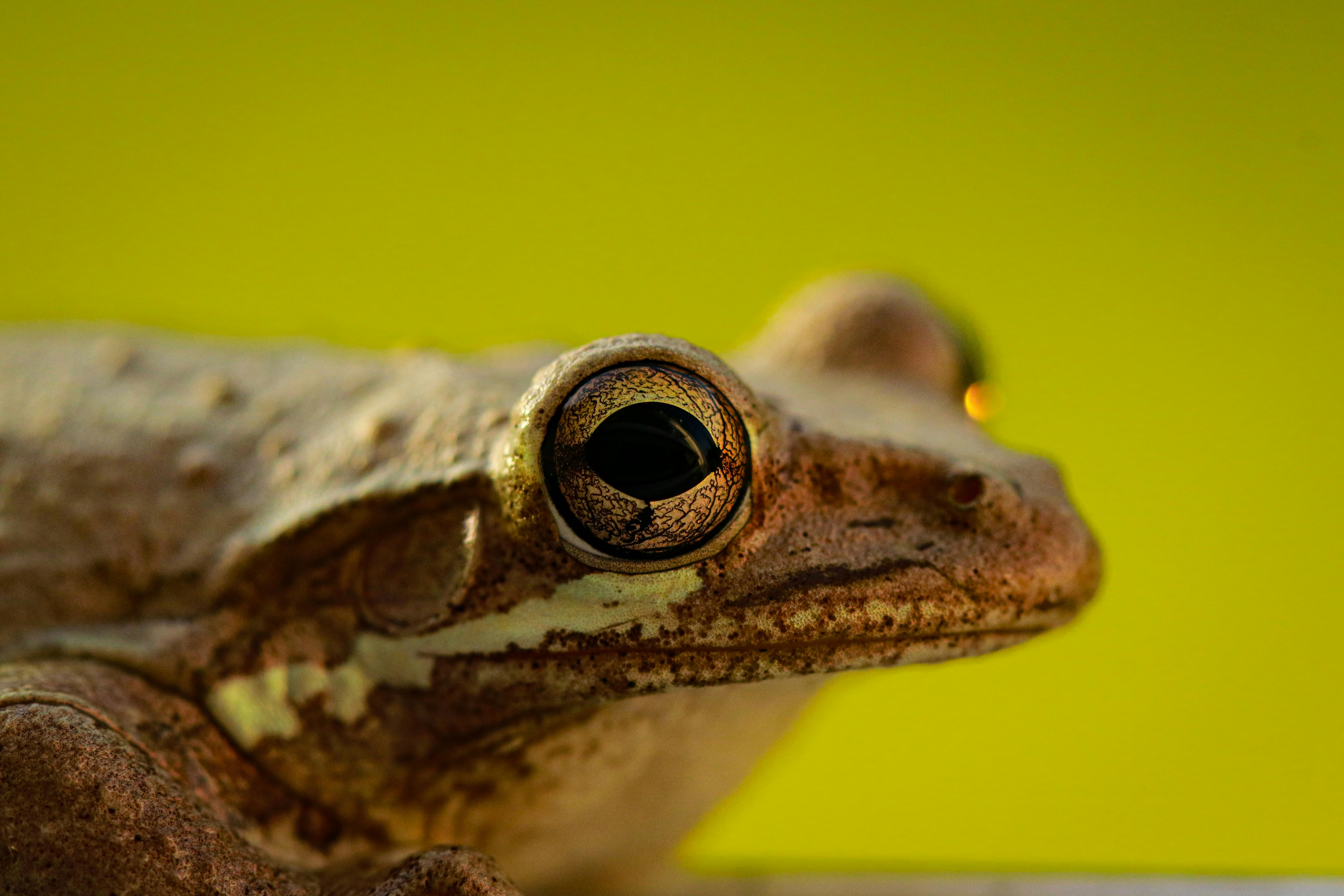 Close up of Frog Eye · Free Stock Photo