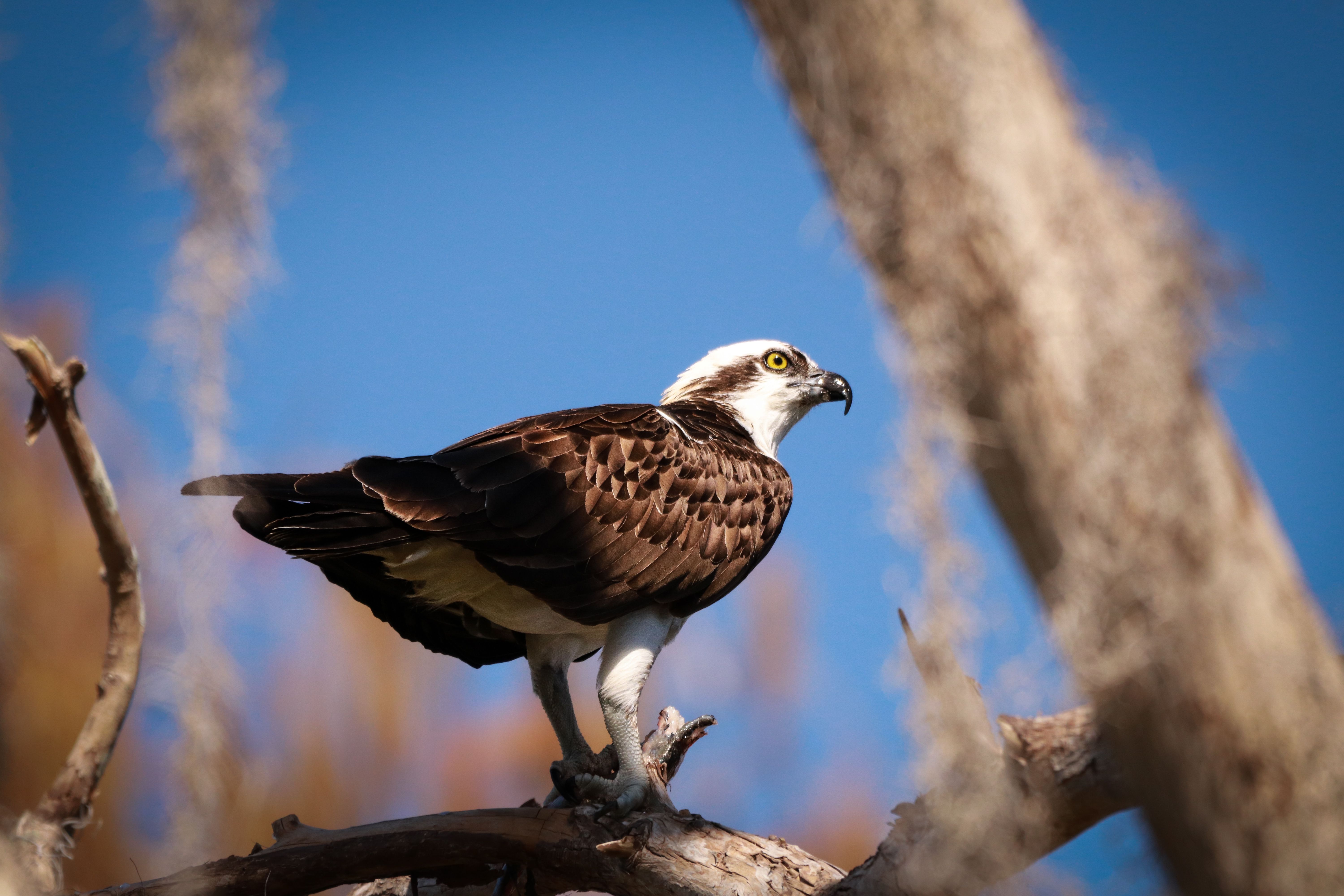 Close up of Predator Bird · Free Stock Photo