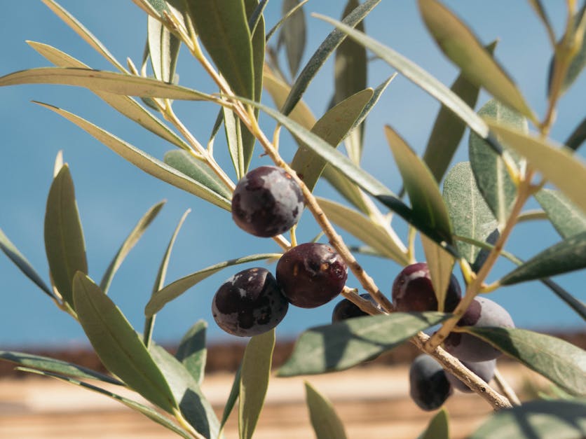Free stock photo of background, black olives, blue sky