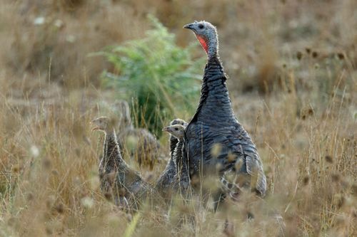 Free A group of wild turkeys standing amidst tall grass in a natural grassland setting. Stock Photo