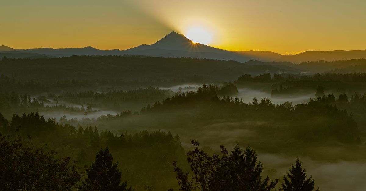 A stunning sunrise illuminates a misty forest with Mount Hood in the background, creating a serene landscape.