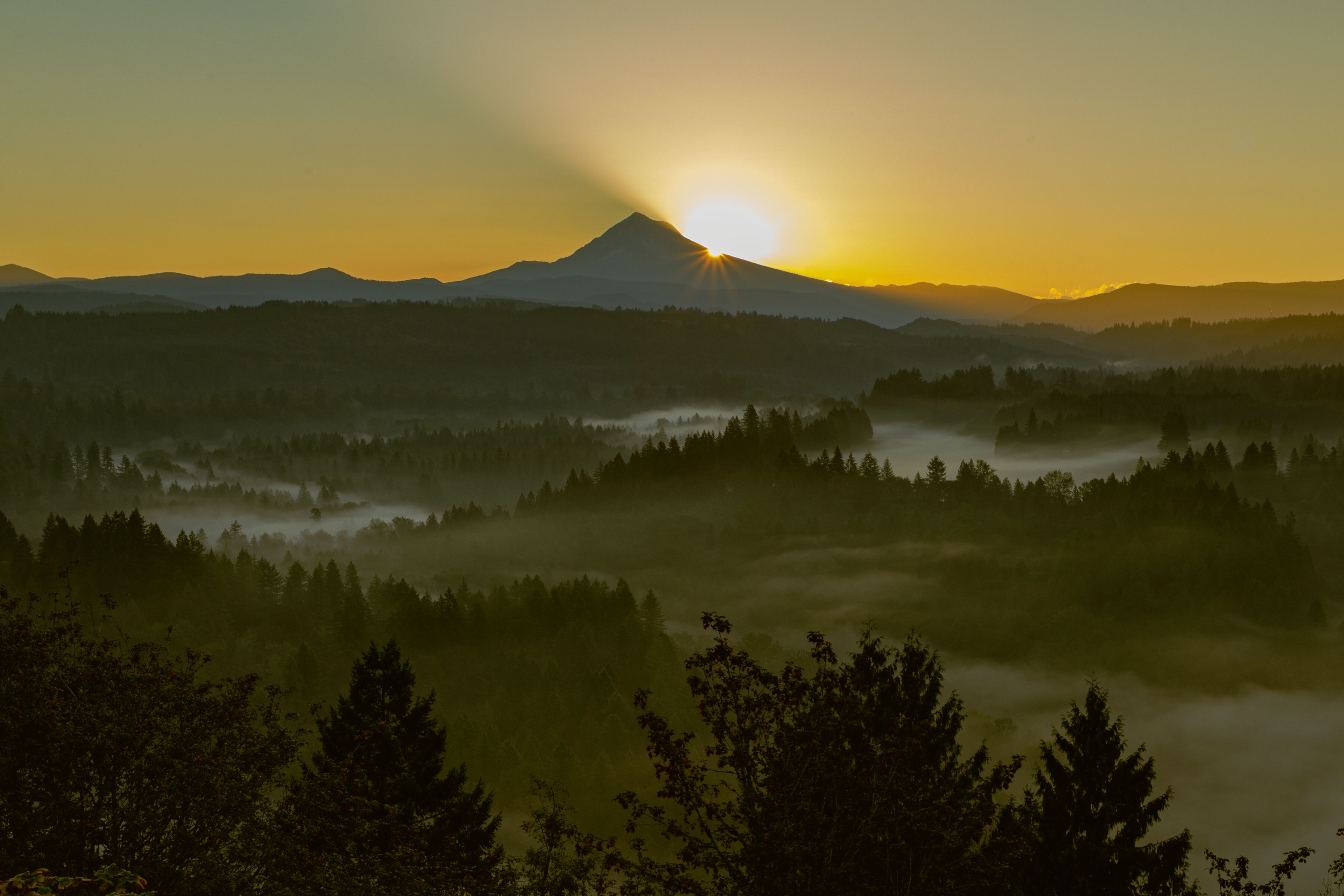 Sunlight at Sunset over Forest under Fog · Free Stock Photo