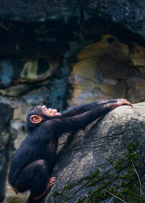 Free Young chimpanzee climbing a rocky terrain, captured in Taipei Zoo, Taiwan. Natural behavior in habitat. Stock Photo