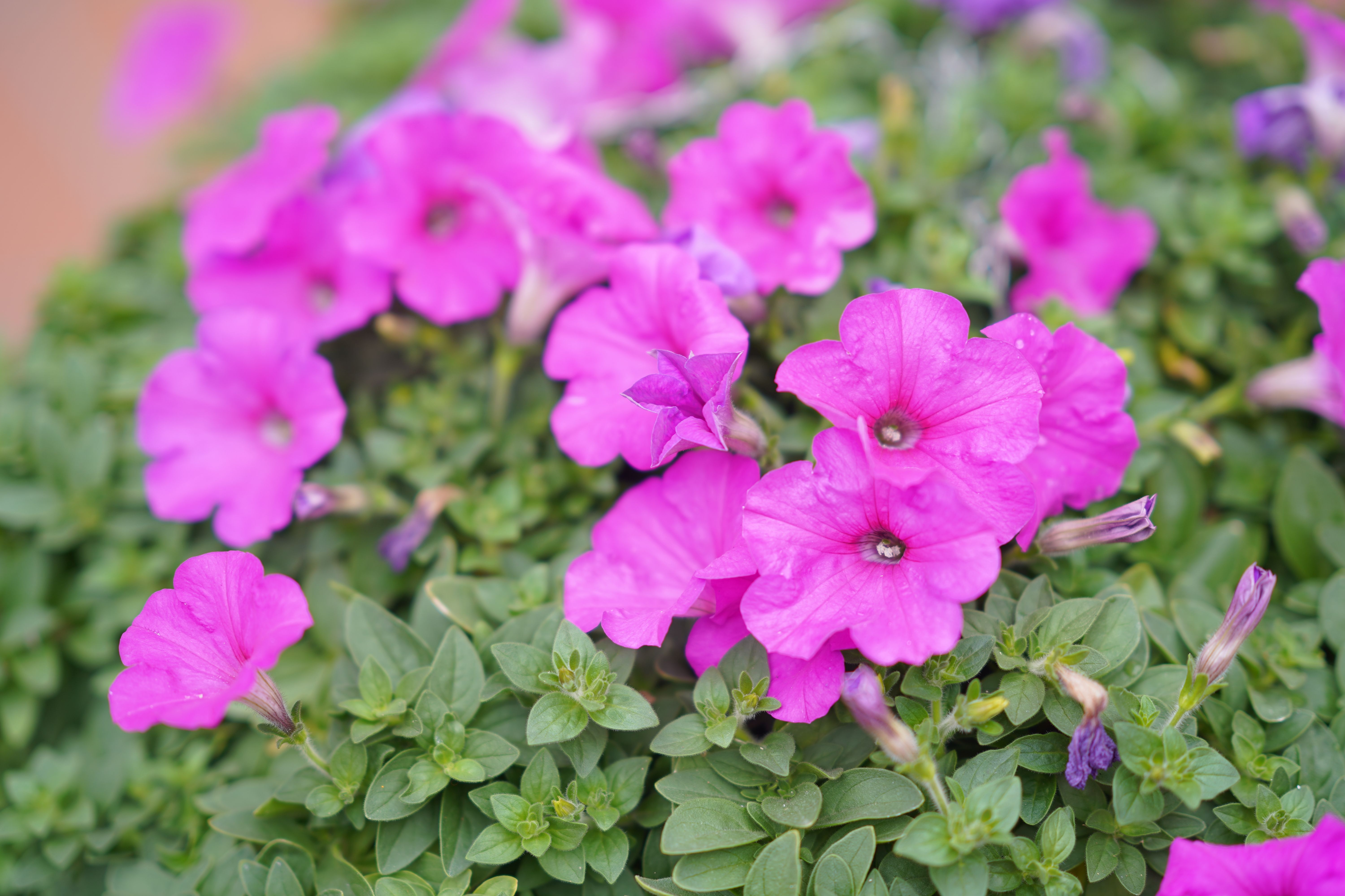 Pink petunia flowers