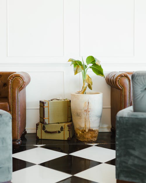 A Potted Plant in a Room