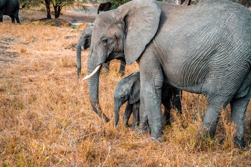 Fotobanka s bezplatnými fotkami na tému divá príroda, príroda, Safari