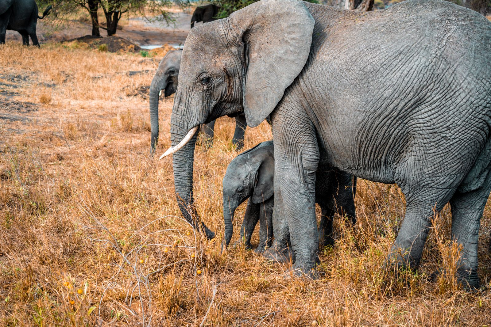 Familia de elefantes en la naturaleza de Tanzania