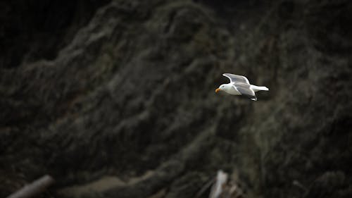 Ondiepe Focusfotografie Van Vogels