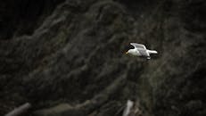 在美国俄勒冈州锡赛德，一只海鸥飞过崎岖的岩石层