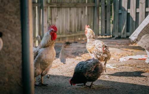 Free Roosters and hens in a North Carolina farmyard, showcasing rural life. Stock Photo