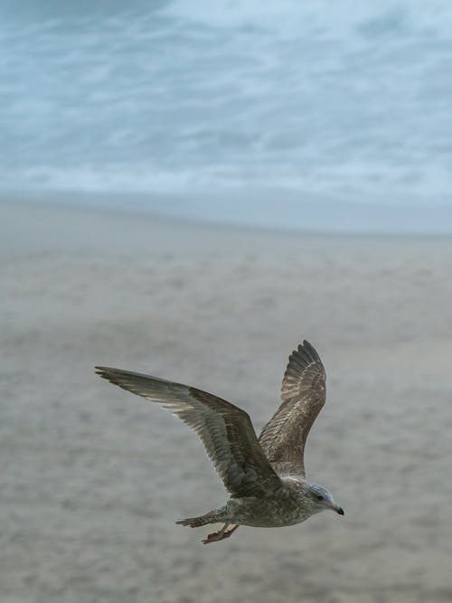 Gratis stockfoto met dieren in het wild, h2o, kust