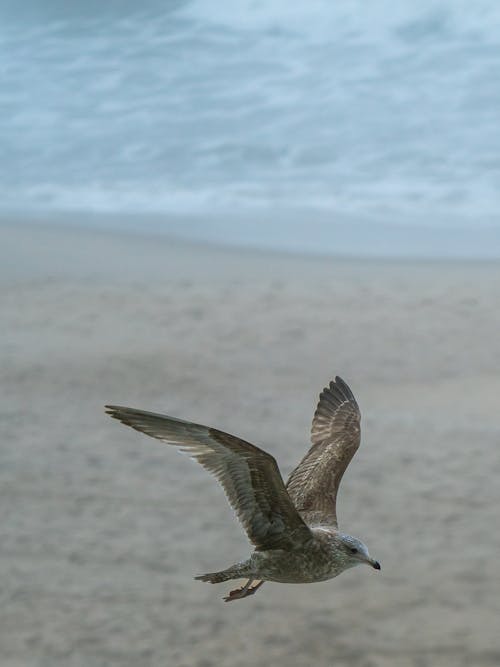 Ücretsiz deniz, dikey atış, kum içeren Ücretsiz stok fotoğraf Stok Fotoğraflar